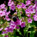 carpenter bee on summer phlox
